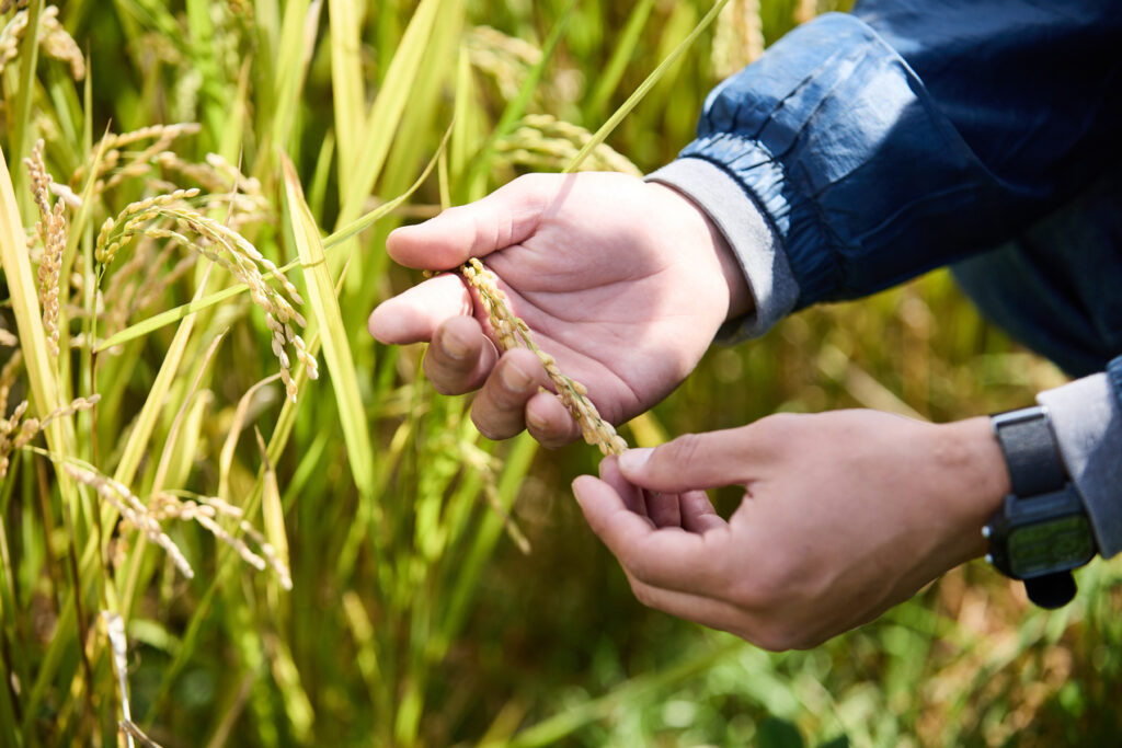 稲を手に取る画像