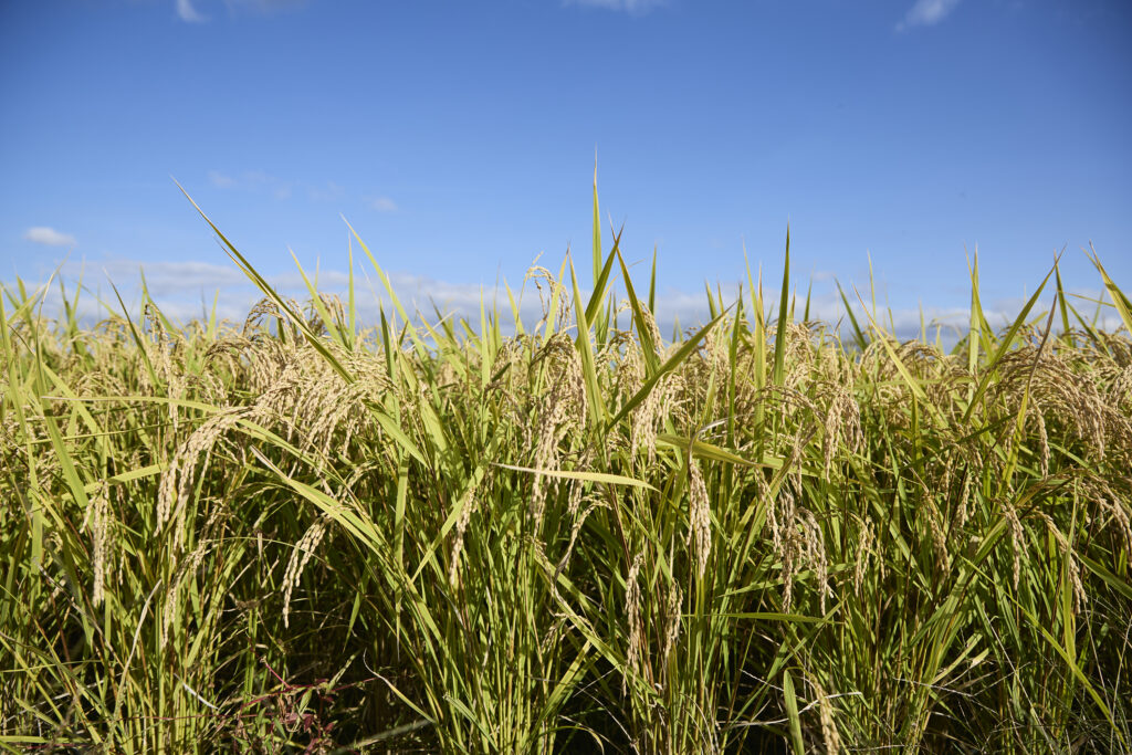 豊かな田んぼの写真